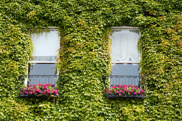 green ivy creeper on house wall