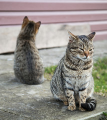 cat quarrel