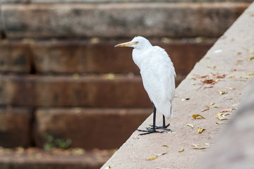 White heron sitting on a stone