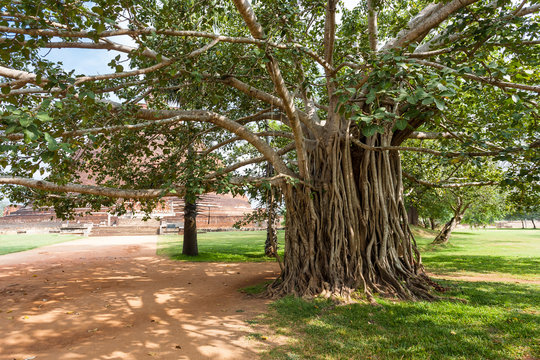 Jetavana Vihara through the aerial roots of banyan tree