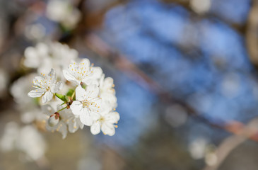 Closeup booming cherry flowers with copy space. Spring floral background. 