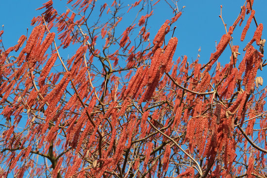 Purpurerle Alnus spaethii m&auml;nnliche Bl&uuml;ten am Zweig