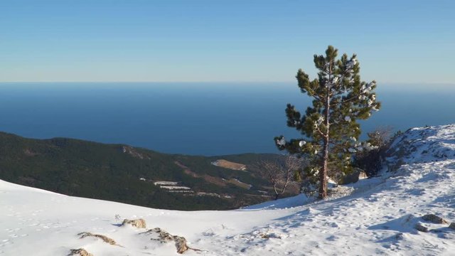 Pine tree on top of a snowy mountain. In the background, the shoreline