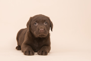 Chocolate brown labrador retriever puppy lying on the floor on a beige background