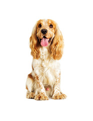 dog on a white background