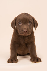 Chocolate brown labrador retriever puppy sitting on a beige background