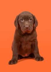 Chocolate brown labrador retriever puppy sitting on a orange background