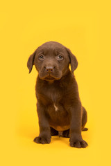 Chocolate brown labrador retriever puppy sitting on a yellow background