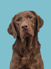 Chocolate brown labrador retriever portrait on a blue background
