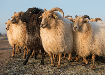 Herd of rural sheep various white and one black sheep