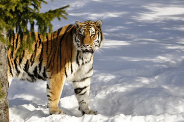 A beautiful Siberian tiger in a wintry landscape