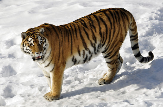 A beautiful Siberian tiger in a wintry landscape