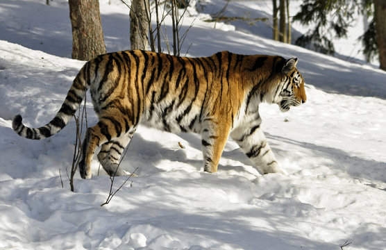 A beautiful Siberian tiger in a wintry landscape