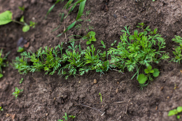Young sprouts parsley. In the garden bed of spice plants. The upcoming harvest.