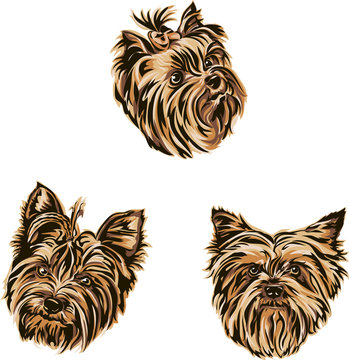 Yorkshire Terrier, Portrait, Color, Graphics