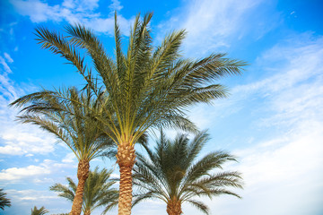 Beautiful nature background. Tops of green sunny palms against bright blue sky with white clouds. Horizontal color photo shot at sunset time.