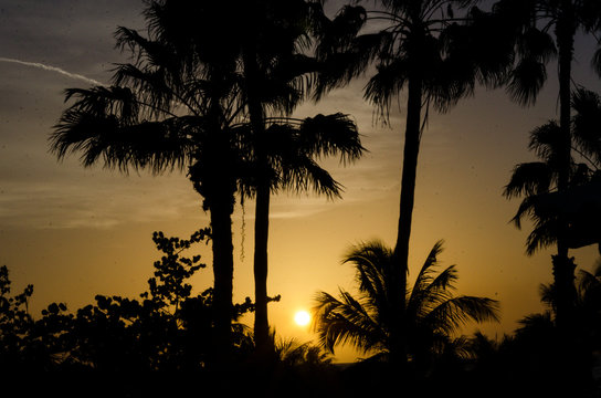 Palm Trees at Sundown
