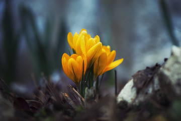 Yellow crocuses in the forest 