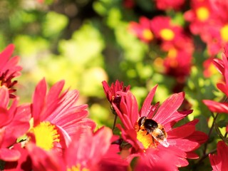 ガーベラと昆虫