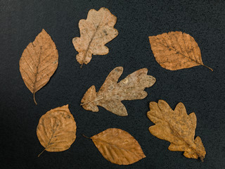 Fototapeta na wymiar Pattern of Random Dried Autumn Leaves