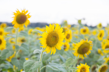 Obraz premium Sunflowers blooming in the field.