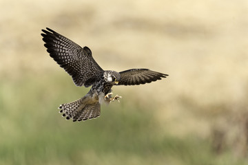 Armur falcon flying in nature