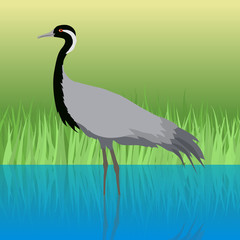 Demoiselle Crane Flat Design Vector Illustration
