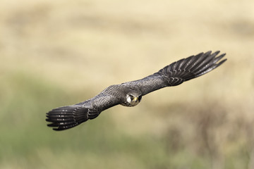 Armur Falcon female flying in nature