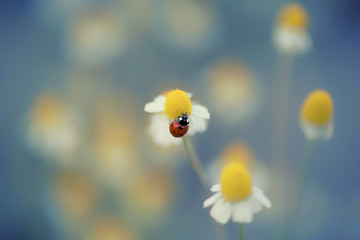 Ladybug on chamomile in spring