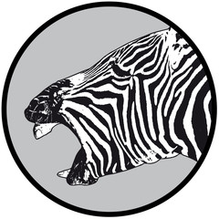 zebra laughing