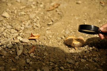 Magnifier focused on dry leaf