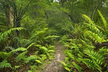 Path through rainforest in the Garden Route NP, South Africa