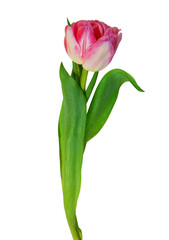 Pink tulip isolated on white background.