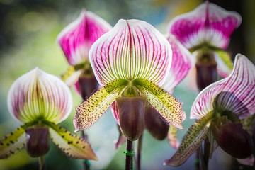 Paphiopedilum of Orchid