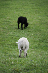 black and white sheeps in field