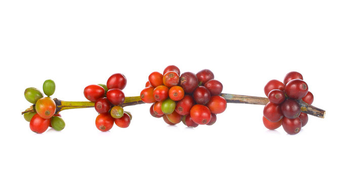 Fresh coffee beans with white background