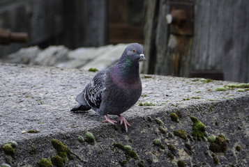 one beutiful dove stand on the pier