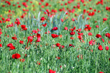 poppies flower field spring season