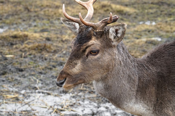Portrait photo of doe / elk / deer / roe in the nature