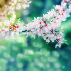 Spring Blured Floral Background