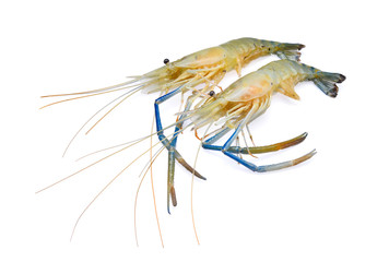 raw prawns,shrimps isolated on white background