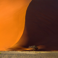Famous red dune 40 and acacia tree at the foot of it. Sunrise in Sossusvlei, Namib Naukluft...