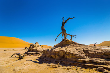 Dead camelthorn tree against red dunes and blue sky in a valley next to Deadvlei. Sossusvlei. Namib-Naukluft National Park, Namibia, Africa