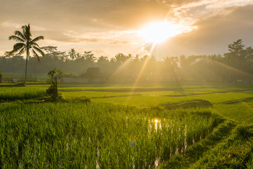 Obraz na płótnie Canvas Terrace rice fields on a sunny day, Bali, Indonesia.