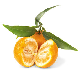 Juicy tangerine on a branch