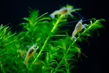 crayfish white