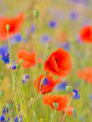 Obraz premium Poppies and cornflowers mixed in a field.