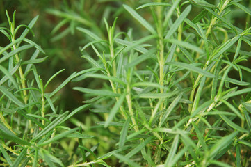 Rosemary close up
