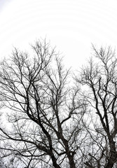 Branches of trees against the sky