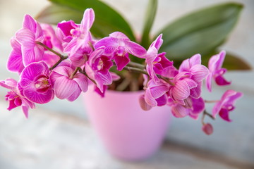 Purple phalaenopsis on a wooden background